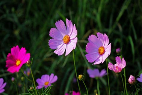 格桑花花語|格桑花的花语与寓意（探寻格桑花传达的情感和象征意。